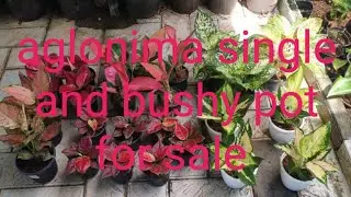 Aglonima single plant and bushy pot for sale starting 200 watzup 7558048112