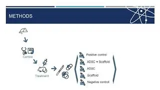 Stem cell therapies for skin regeneration in animal models, Costa Rica experiences