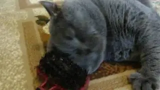 BoNzo - Self-service cat (Кот на самообслуживании)