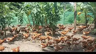 GALLINAS PONEDORAS EN LIBERTAD