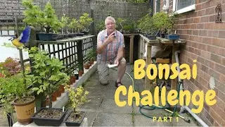Bonsai Garden Challenge - Part One