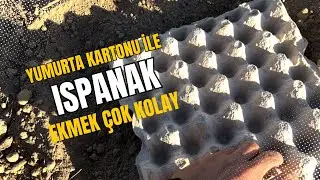 Tohumdan Ispanak Nasıl Ekilir - Ispanak yetiştirmenin püf noktaları