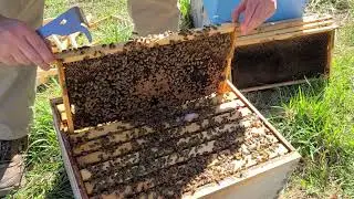 Swarm Management - Box Reversals and Nuc Transfer - April 2, 2023