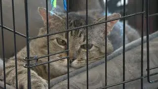 Local animal shelters feeling the strain of overcrowding