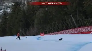 Hund verirrt sich auf der Strecke | Super-G Bormio