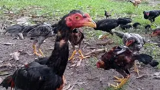 Merawat Ayam Bangkok usia empat bulan full umbaran