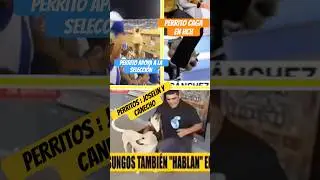 Los perritos m&aacute;s famosos de Honduras 🐕 @s@soysupremo_