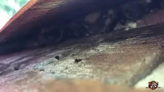 Bats in a Chimney Cap in Thomaston, Georgia