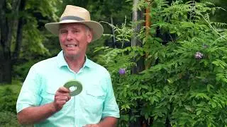 How to Support Climbing Plants & Vines