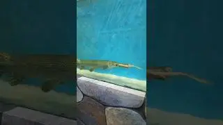 Alligator garFish attack  small fish 🐠#attack #alligator #fish #viralshort #shortshort