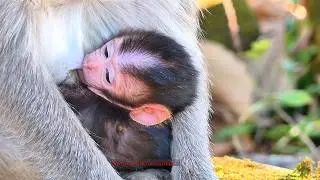 Update! Mom feeding adorable baby with sweet milk | Natural Life of Animals