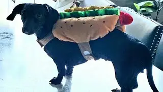 Filming promo video for new Hot Dog Trail at Silverstar Resort using wiener dogs!