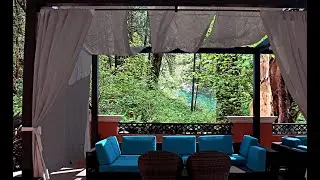 Tropical Rain Forest Ambience - Light rain, Jungle and River sounds for ultimate relaxation