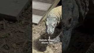 Komodo Dragon - Atlanta Zoo #komodo #dragon #atlanta #zoo #georgia #usa #lizard #monitor #reptiles