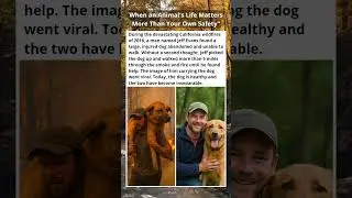 He Walked 8 km Through Flames&hellip; Carrying a Dog on His Shoulders to Save Him 🐶🔥❤️