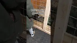 POV: feeding porcupines #wildlife #ww #funny #connecticut #zoo #animals #porcupines #confessyourlove