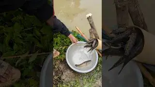 Really Amazing Challenge Fishing By plastic pipe#fish_traps#shorts