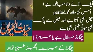 Ducomentary of bat 🦇|| Bat Facts in Islam||Ancient Medicine Secrets،