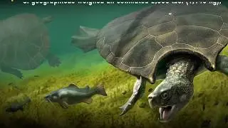 Humongous Turtle Shell Unearthed