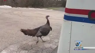 Mailman Runs A 