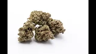 UK Cheese Strain Review Featuring Cloud Cover