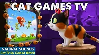 Interactive CAT TV－Cat Games That Keep Your Cat Engaged All Day 😸 Entertainment Video for Bored Cats