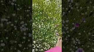 #kaasplateau #kaspathar #flowers #makemyday #happy #nature #naturephotography
