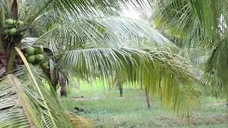 Sweet Coconut