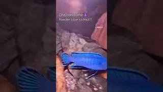 Powder blue cichlid! #cichlid #aquarium #fishtank #viralvideo