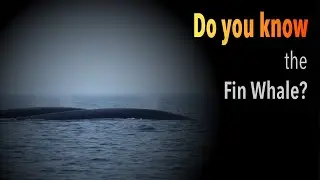 🧠 Get to Know the Fin Whale (Balaenoptera physalus)
