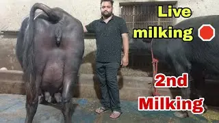 सुरेश व्यापारी (87086_85462) Live Milking 🔴 दुसरे टाइम की, गांव - सरहेड़ा, जिला-हिसार