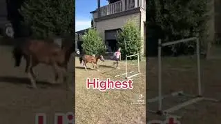 Miniature horse jumping high