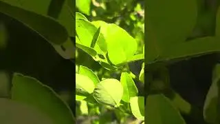 Plaga de Chinche Asesina Zelus en el Limonal 