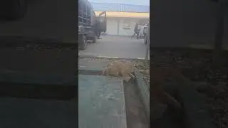 Breeding kucing kampung raksasa