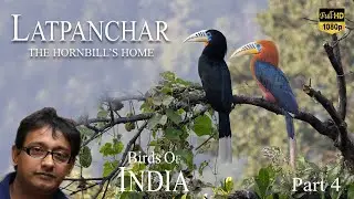 Latpanchar BIRDING I লাটপাঞ্চার পাখি দেখা I RUFOUS NACKED HORNBILL I হর্নবিল IHORNBILL NEST HOMESTEY