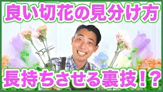 【園芸の基本】切花を長持ちさせる裏技！？良い切花の見分け方とは！？【カーネーション】【切り花】【ガーデニング】