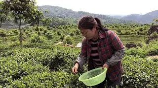 Cooperatives in China Help Rural Women Increase their Incomes