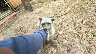 Ember, Chesney & Stormy play. Stormy always stops to say hi.