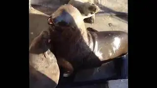Funny Animals Compilation 2015 (official)