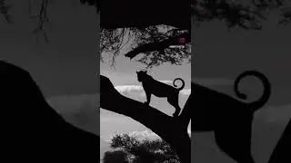 Wild Animals of Africa.  #shorts #reels  @ronydphotos