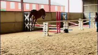 Untouchable 27 x Verdi x Corofino 1 - ad ref: 257698