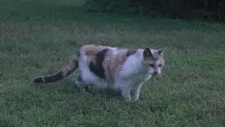 Cat In Field - Royalty Free Stock Footage