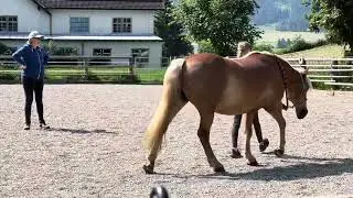 Bodentraining mit Nina Schmitz in Mariapfarr 🐴📚💯