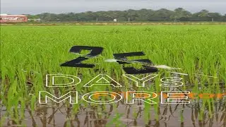 நெல் மணியும் நானும் DAY 5 of 30 DAYs TRANSFORMATION CHALLENGE FITanator #weightloss #farmer #fitness