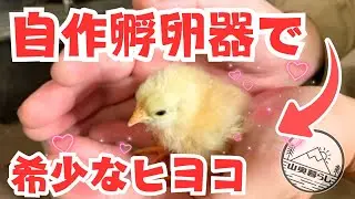 【希少品種】スーパーで買った卵からヒヨコ誕生！自作の孵卵器で、卵を孵化させる方法を完全解説！
