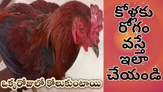 కోళ్ళకు రోగం వస్తే ఇలా చెయ్యండి ఒక రోజులో కోలుకుంటాయి | Natukodi best medicine | BhowthikaTalks