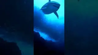Whale shark 😱  The Ocean&rsquo;s Gentle Giant! #fact #short #whaleshark #sharkworld