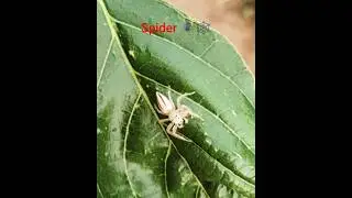 Spider #SpidersOfInstagram #SpiderFacts #Arachnid #NatureLovers #facts #nature @ravivemula2460