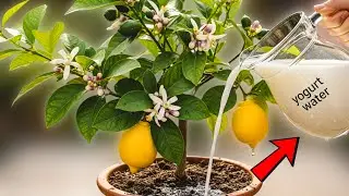 Один трюк с лимонным деревом предотвращает опадение цветов и удваивает урожайность (информация пр...