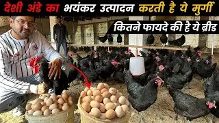 350 से भी ज्यादा अंडे देने वाली मुर्गी Black Australorp | Highest Brown Egg Production